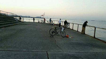 朝マズメ、パワーシャッド一閃。8本ゲットしました